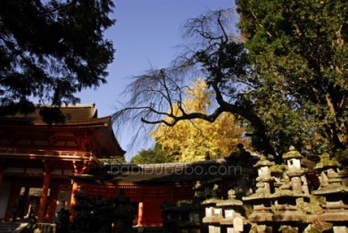 Lanternes de pierre au sanctuaire Kasuga Taisha, Nara, Japon