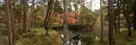 Kokedera, le jardin des mousses, à Kyoto 
