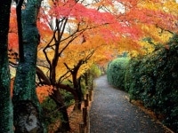 Automne à Kyoto, Japon