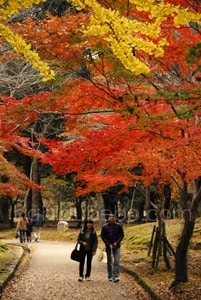 Nara Koen en automne, Nara, Japon