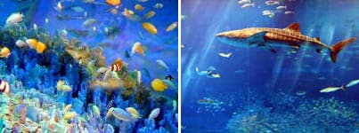 okinawa-churaumi-aquarium-japon-2 Okinawa: histoire, tourisme et plages