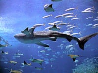 okinawa-churaumi-aquarium-japon Okinawa: histoire, tourisme et plages
