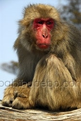Singe sur le mont Misen, Japon singe-mont-misen-japon Lile de Miyajima et le sanctuaire Itsukushima