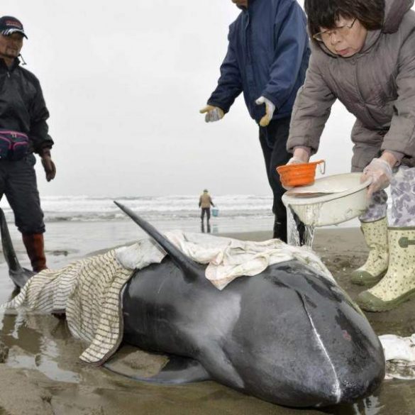 150 dauphins meurent après s'être échoués sur une plage du Japon