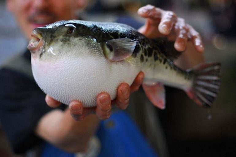 Le fugu, une spécialité gastronomique Japonaise mortelle!