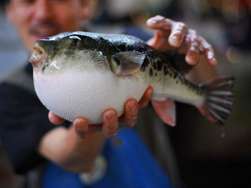 Le fugu, une spécialité gastronomique Japonaise mortelle!