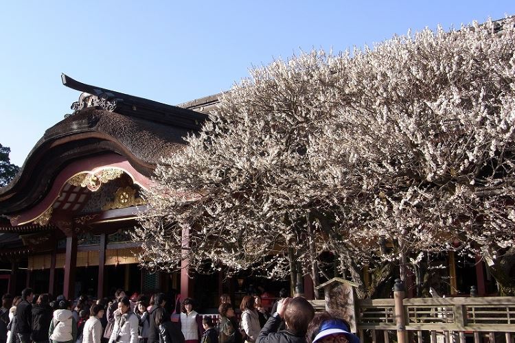 Goshinboku du sanctuaire Dazaifu Tenmangu à Fukuoka