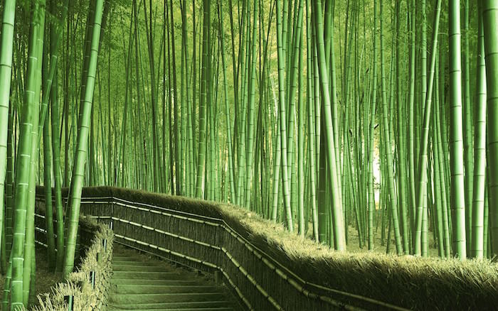 La forêt de bambous de Sagano